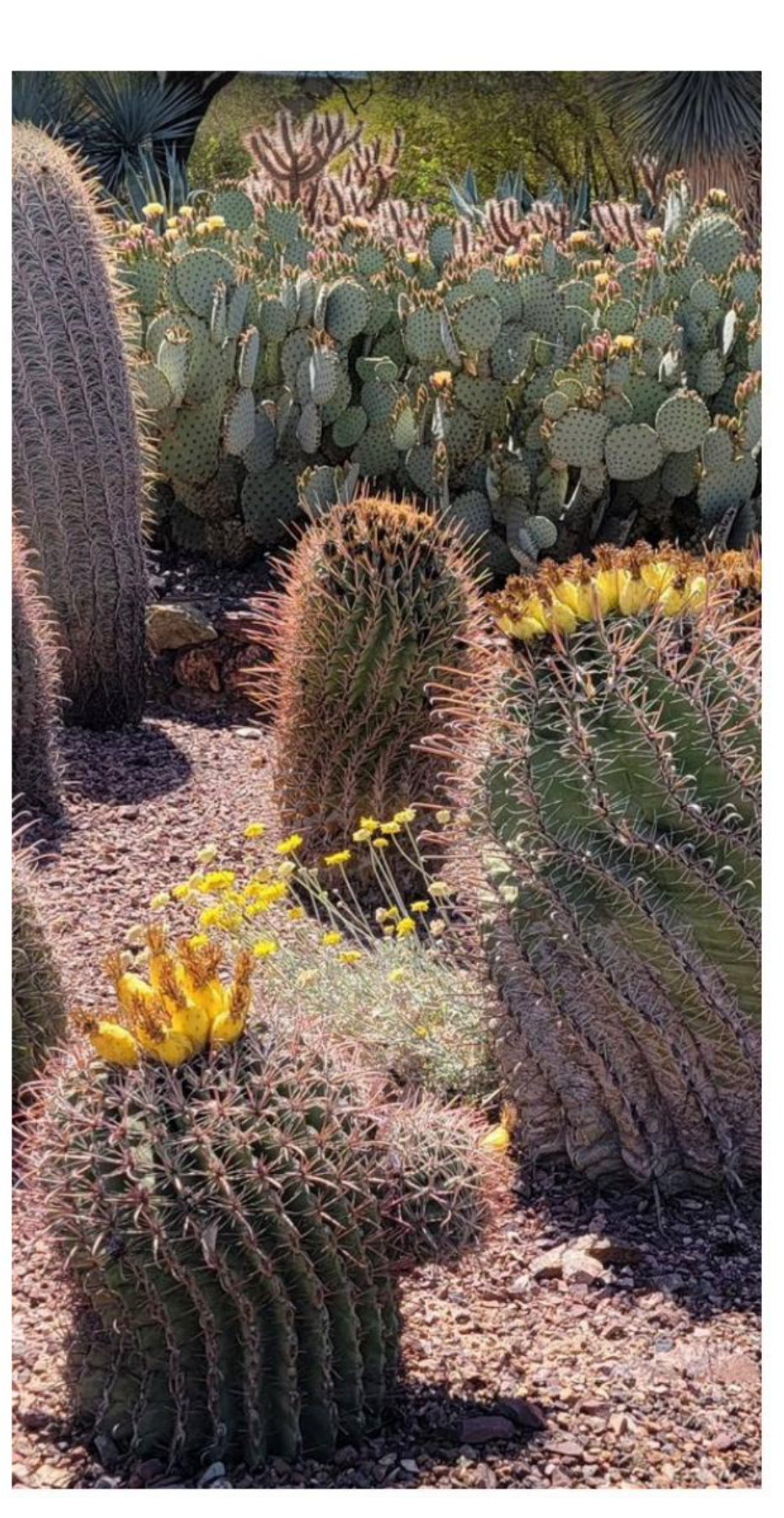 Desert cacti