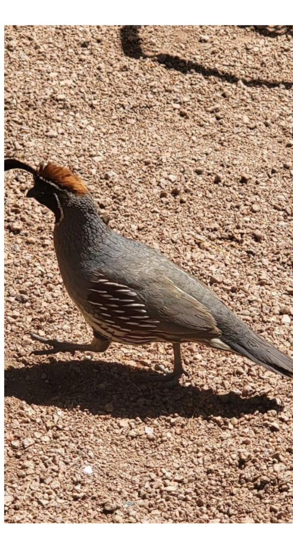 Desert quail